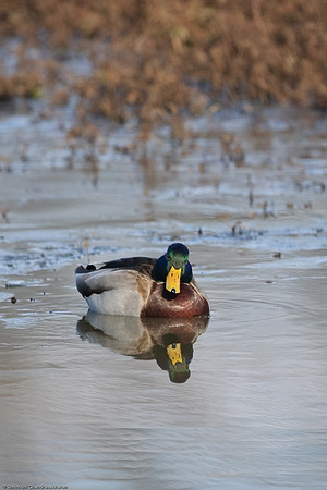 Mallard