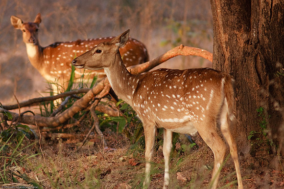 Axis Deer [Chital or Spotted Deer]