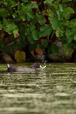 American Coot