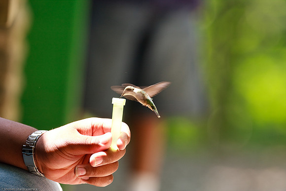 Ruby-throated hummingbird (Female)