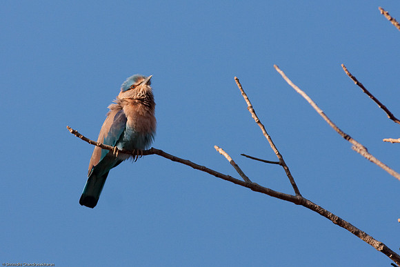 Indian Roller