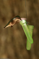 2009-06 Ruby Throated Hummingbird, Zaleski State Forest, Ohio, USA