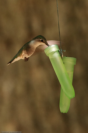 Ruby-throated hummingbird (Female)