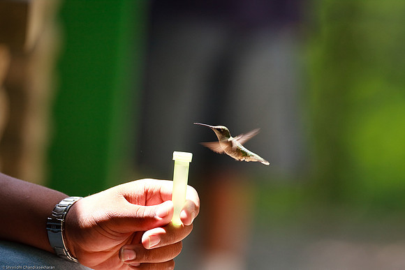 Ruby-throated hummingbird (Female)