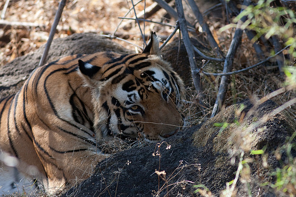 Royal Bengal Tiger