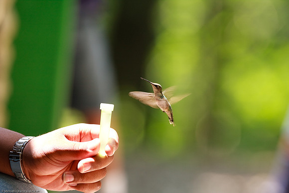 Ruby-throated hummingbird (Female)