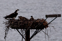2009-07 Osprey Nest, Alum Creek, Delaware, Ohio, USA