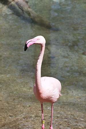 Lesser Flamingo