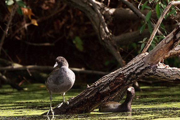 American Coot