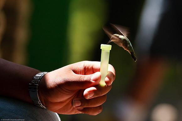 Ruby-throated hummingbird (Female)