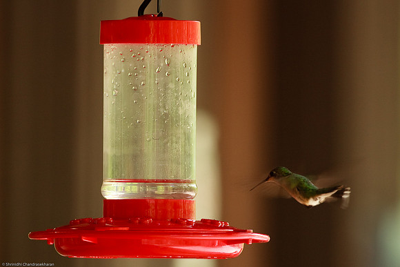 Ruby-throated hummingbird (Female)