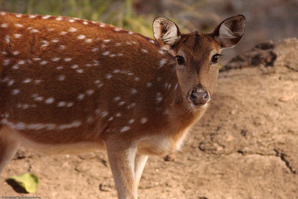 Axis Deer [Chital or Spotted Deer]