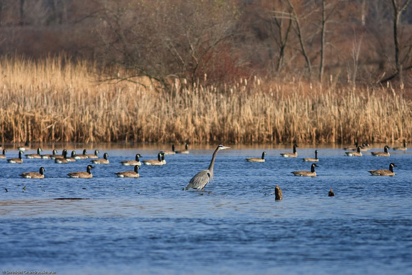 Great Blue Heron with Canadian Geese
