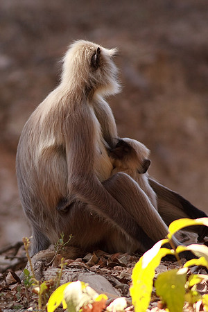 Gray Langur - Mother & Infant