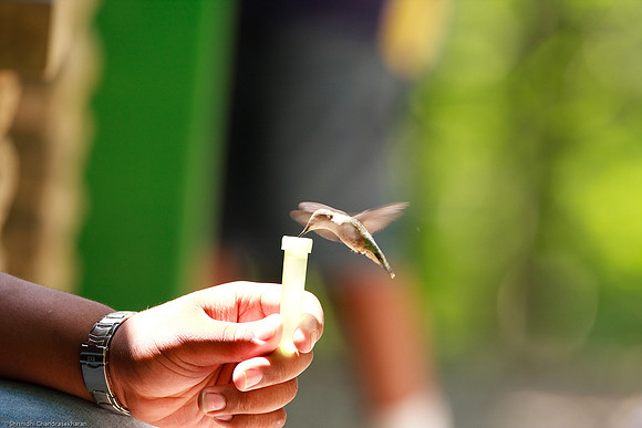 Ruby-throated hummingbird (Female)