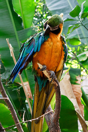 Blue and Gold Macaw