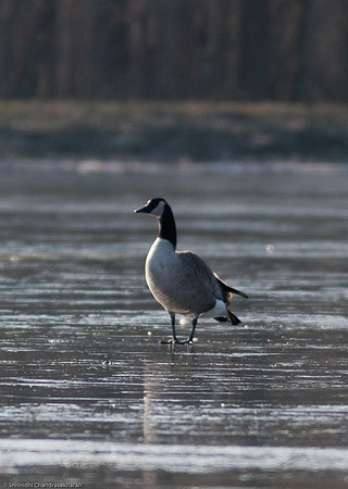 Canadian Geese