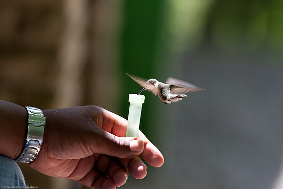 Ruby-throated hummingbird (Female)