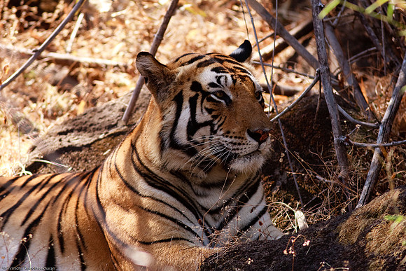 Royal Bengal Tiger
