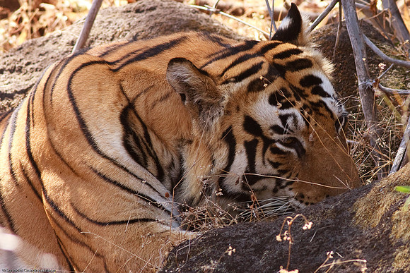 Royal Bengal Tiger