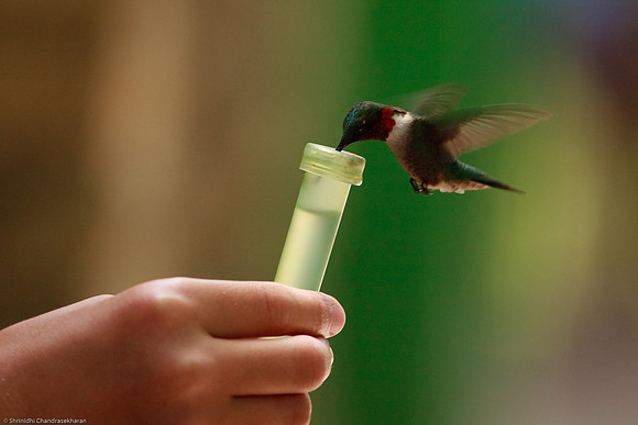 Ruby-throated hummingbird (Male)