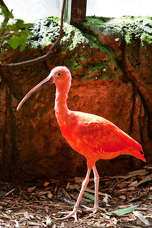 Scarlet Ibis