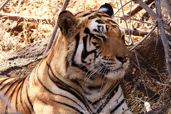 Royal Bengal Tiger