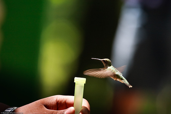 Ruby-throated hummingbird (Female)