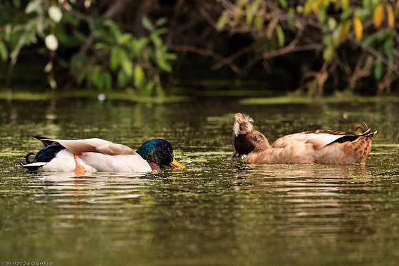 Mallards