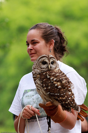 Barred Owl