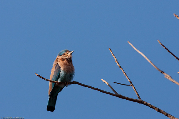 Indian Roller