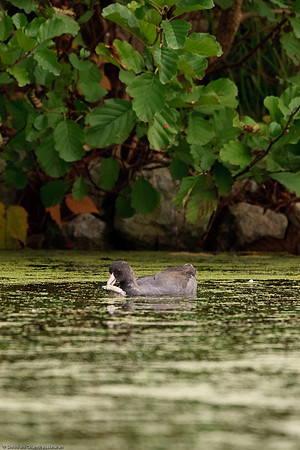 American Coot
