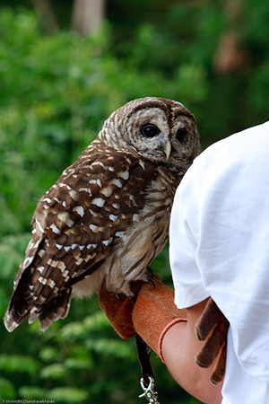 Barred Owl