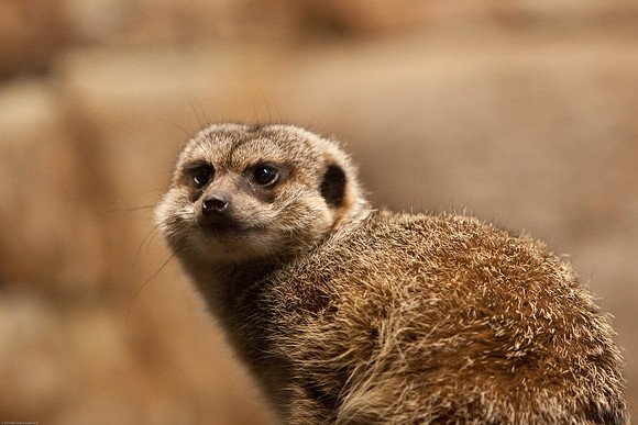 Meerkat