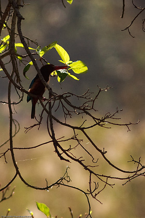 White Throated Kingfisher.. resting in the shade