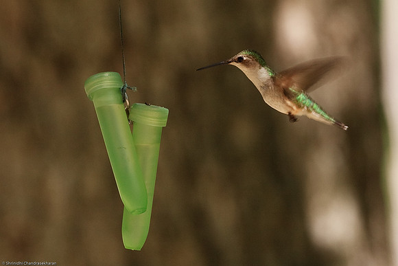 Ruby-throated hummingbird (Female)