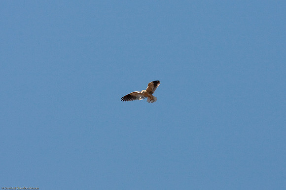 Black Winged Kite Scouting