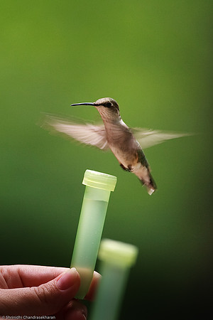 Ruby-throated hummingbird (Female)