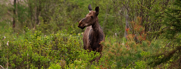 Moose