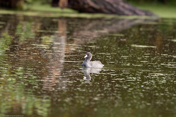 American Coot