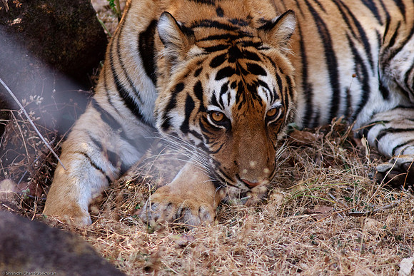Royal Bengal Tiger