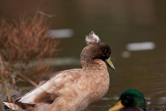 Mallard