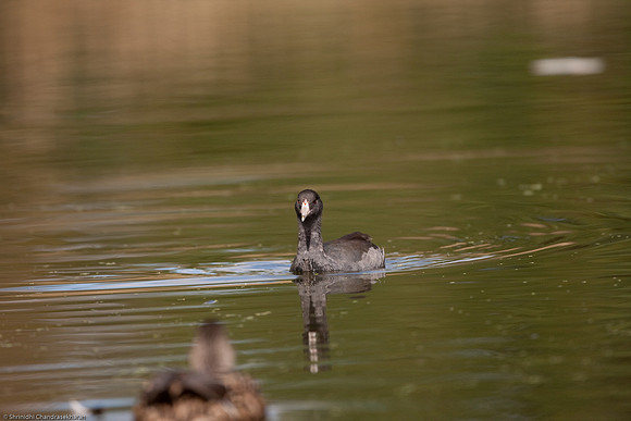 American Coot & Mallard