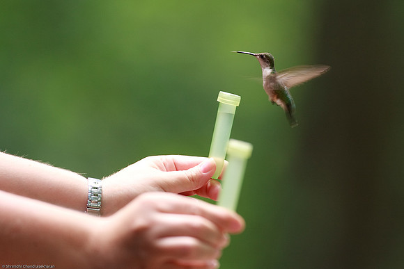 Ruby-throated hummingbird (Female)