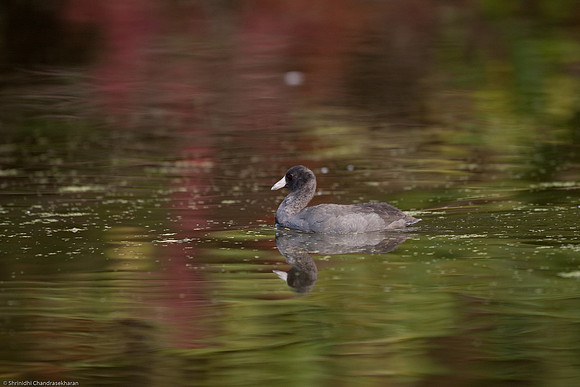 American Coot