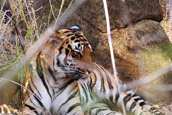 Royal Bengal Tiger