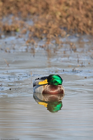 Mallard