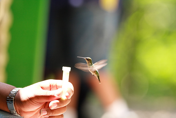 Ruby-throated hummingbird (Female)