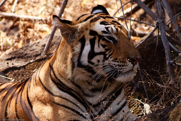 Royal Bengal Tiger