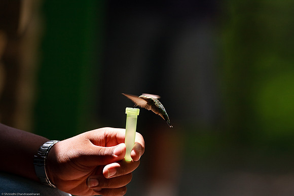 Ruby-throated hummingbird (Female)